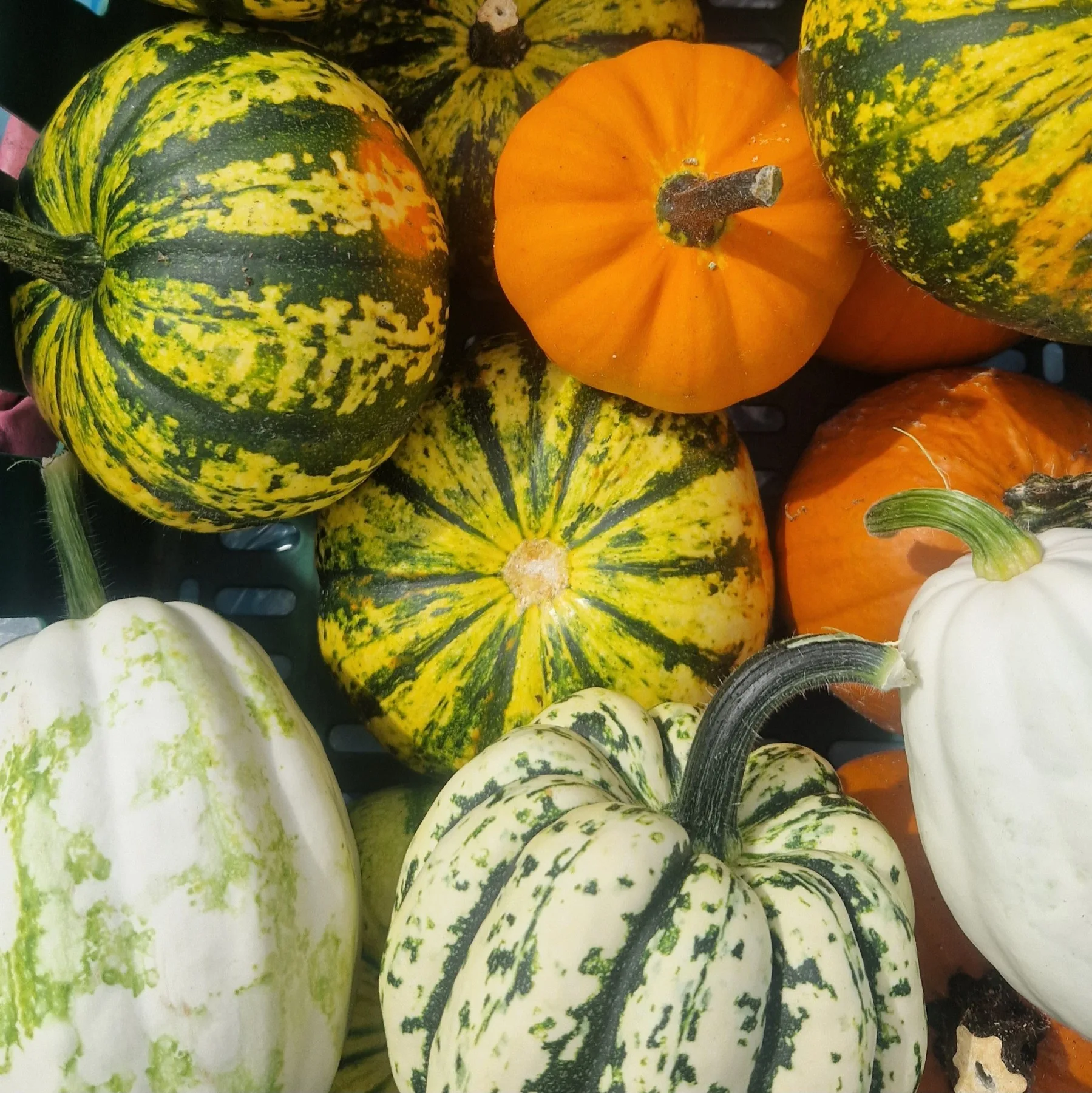 Squash, gourds and pumpkins
