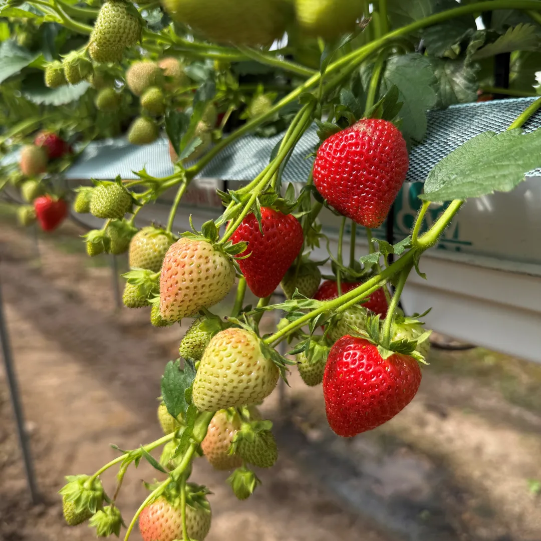 Strawberries ripening on raised plants