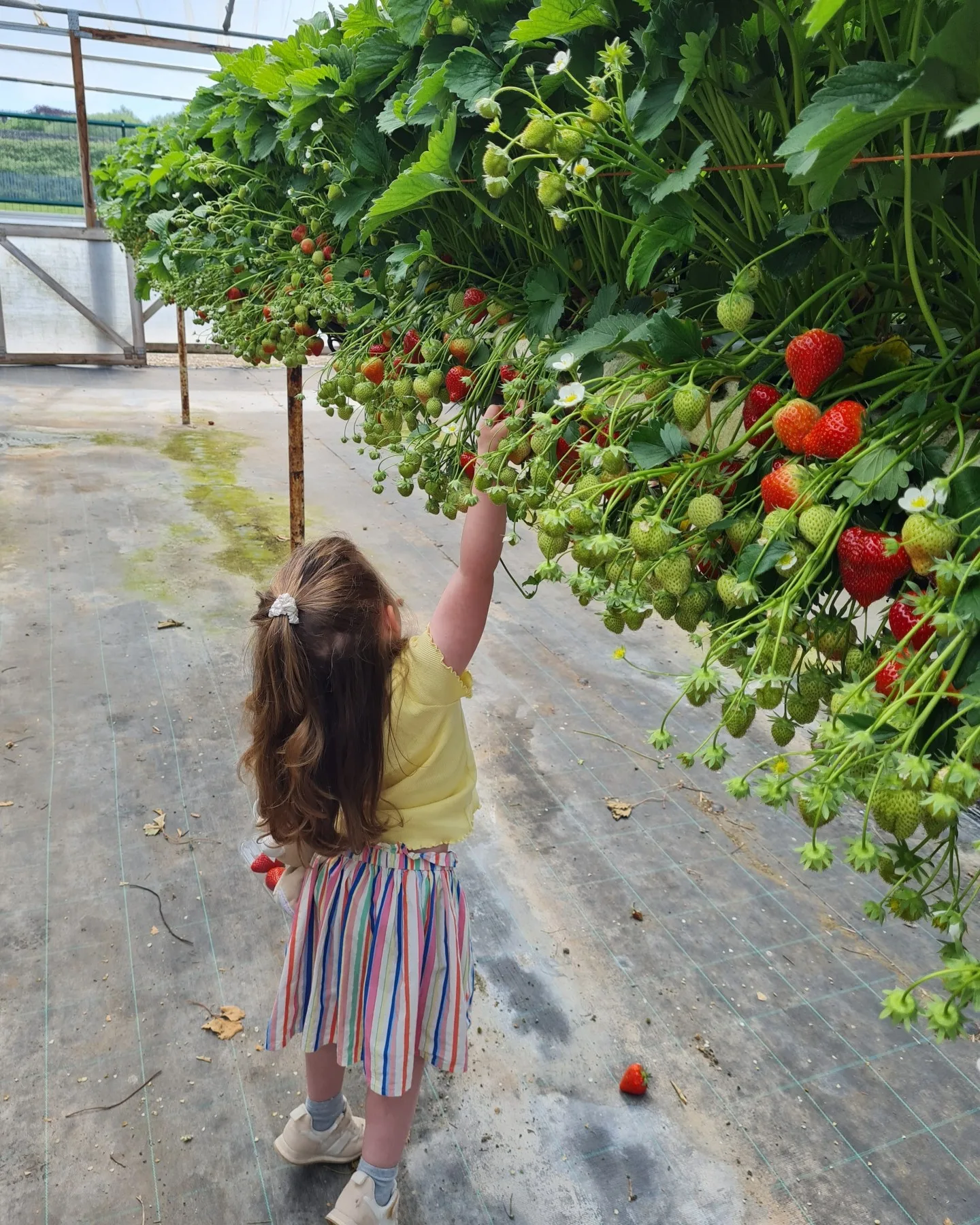 Picking strawberries in the polytunnels