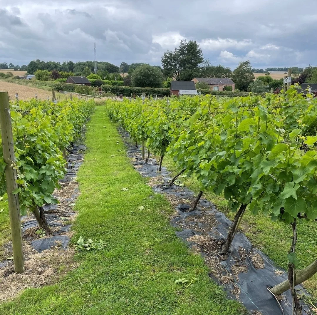 Rows of vines at Grove Estate, Eccleshall