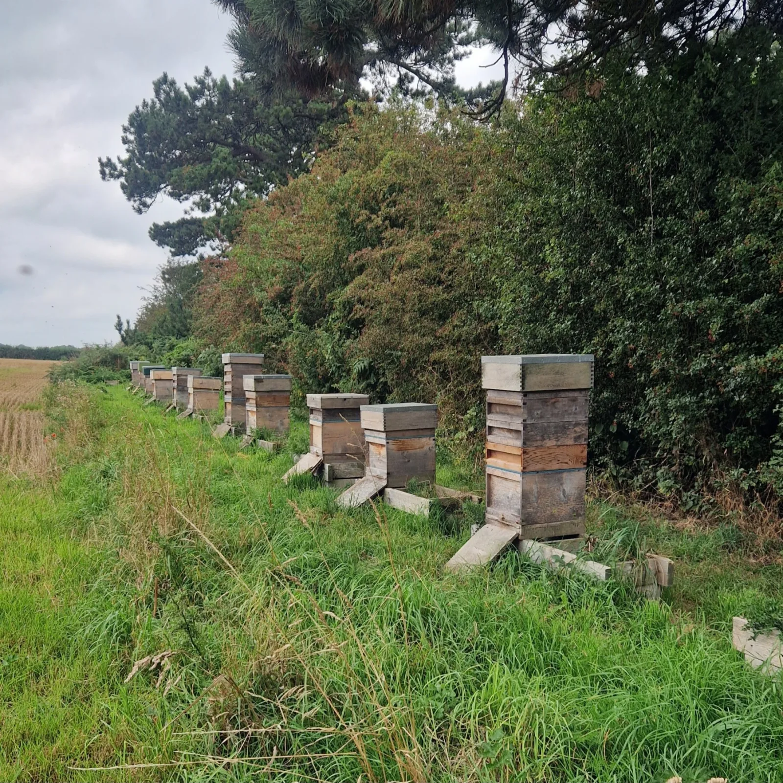 Beehives along the field edge at Just Crisps